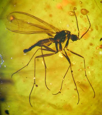 Ancient Insect Inclusions in East-Asian Amber