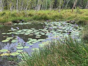 Doongmabulla Spring