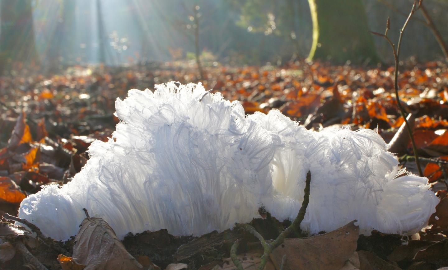 Hair Ice in a Forest