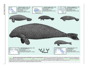 Sirenian Family (Fig 1)