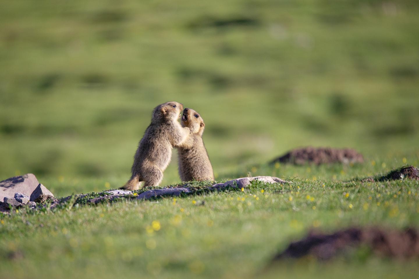 Himalayan Marmots