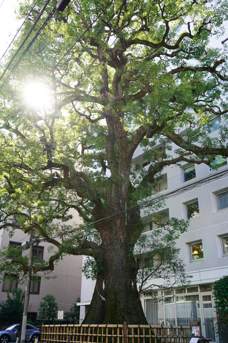 A giant camphor tree (Cinnamomum camphora) stands in the center of Tokyo.