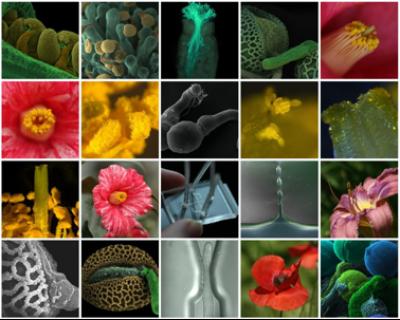 Microchip Proves Tightness Provokes Precocious Sperm Release