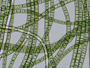 Spirulina under the microscope