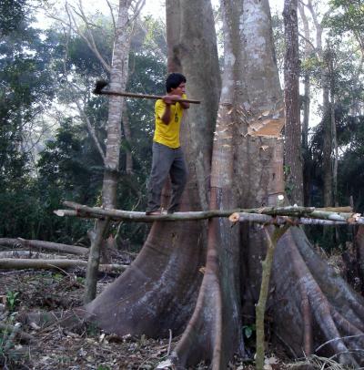 Tsimane Man Chopping a Tree
