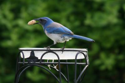 Scrub Jay at Bird Feeder