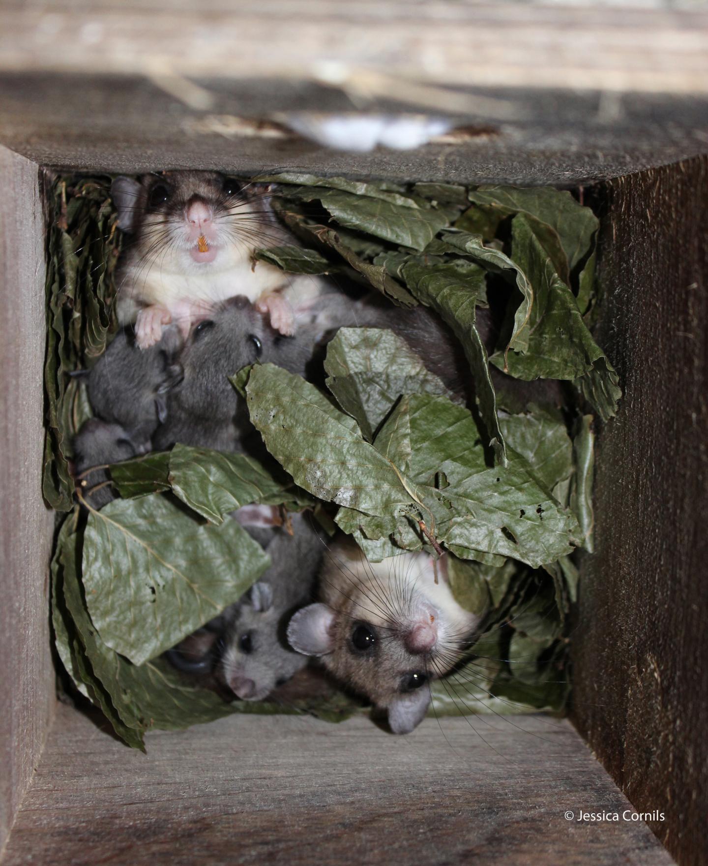 Edible Dormice Family