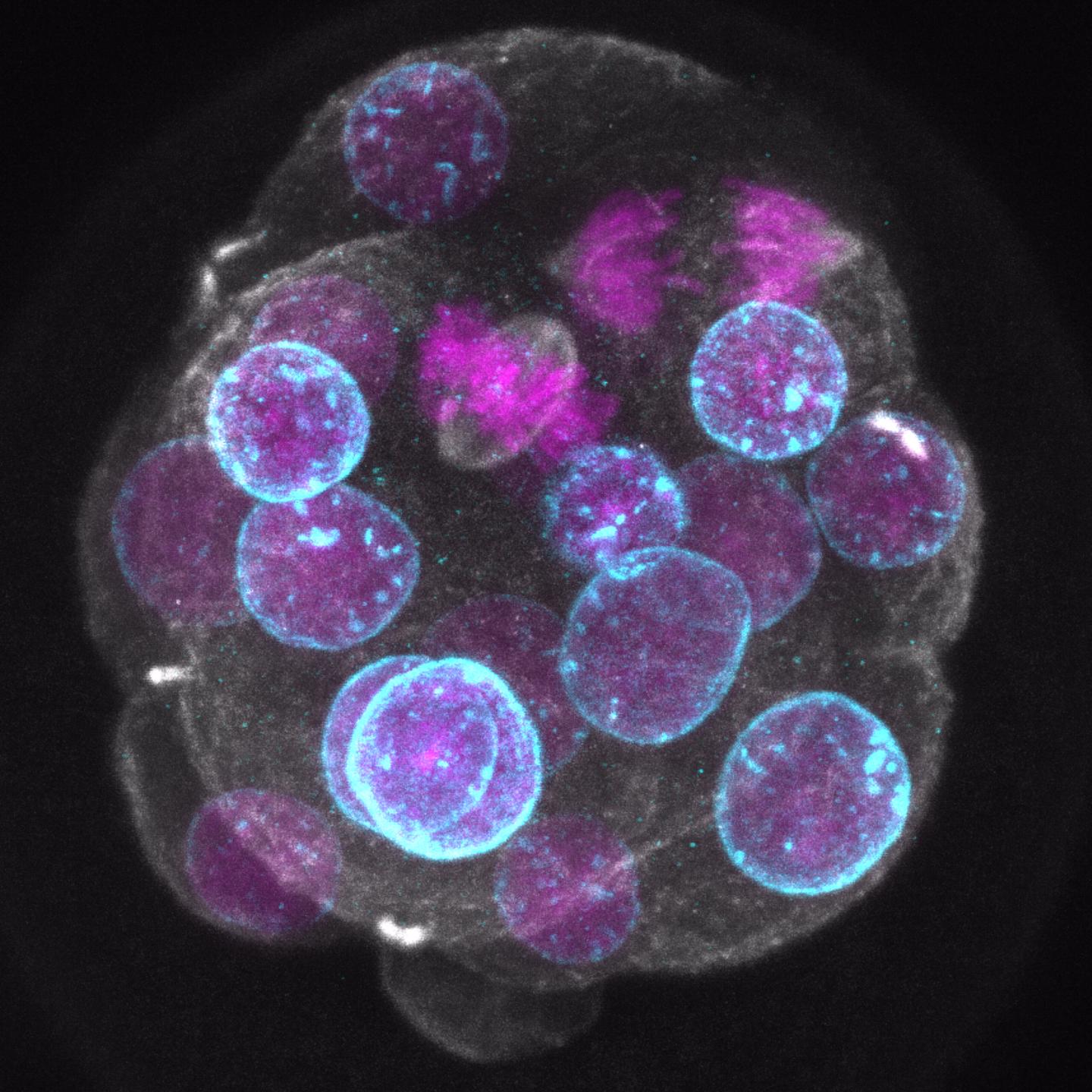 Making Better Embryos