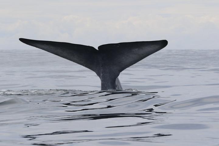 Blue Whale Fluke