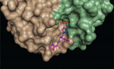 Salk science image