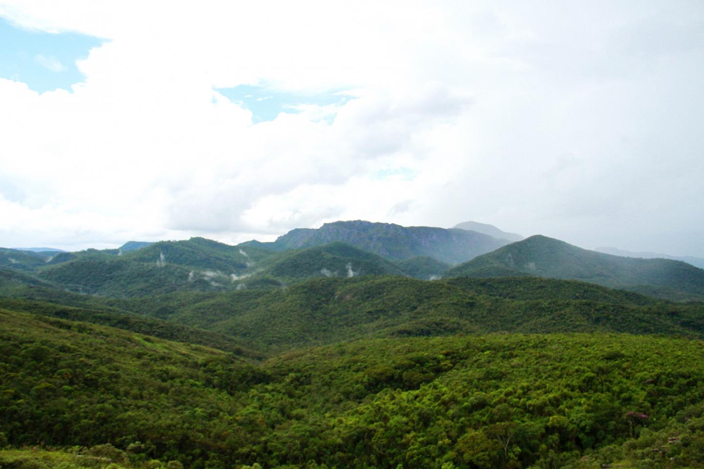 The Atlantic Forest
