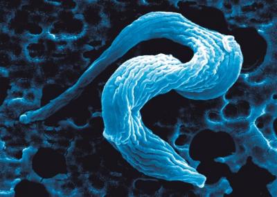 Parasite Trypanosoma brucei