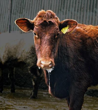 Cow Infected with FMD