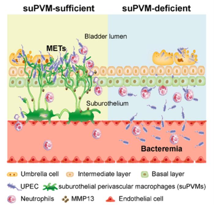 A bladder-blood immune barrier constituted by suburothelial perivascular macrophages restrains uropathogen dissemination