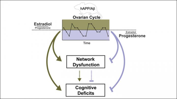 Reproductive Cycle & Alzheimer's Risk