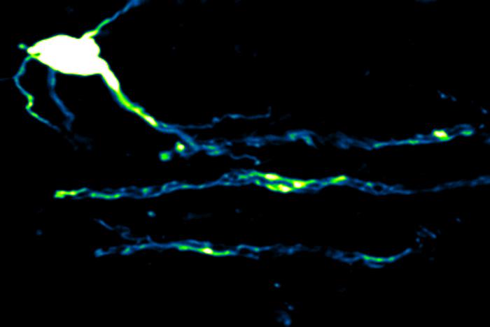 Single oligodendrocyte