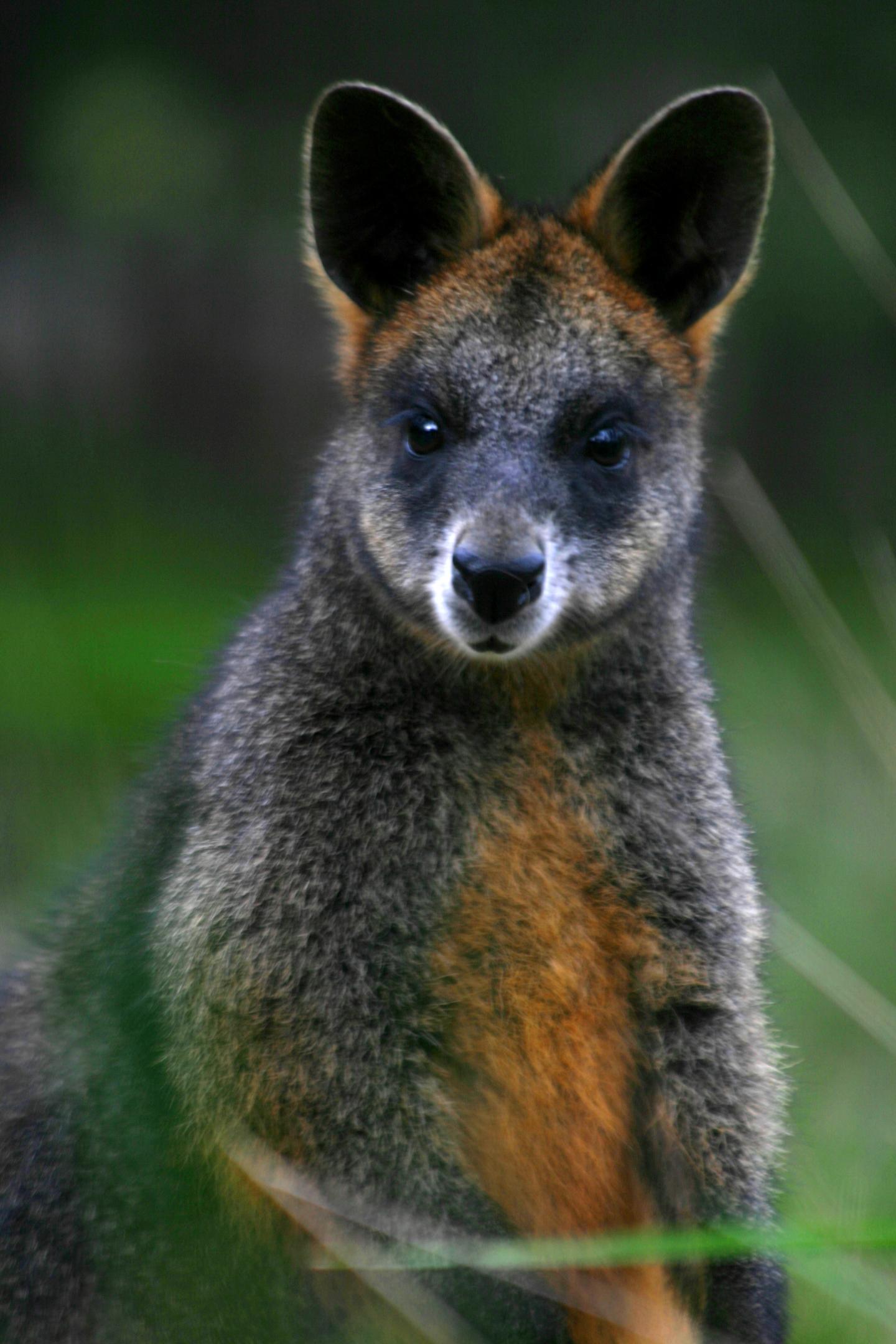 Swamp Wallaby