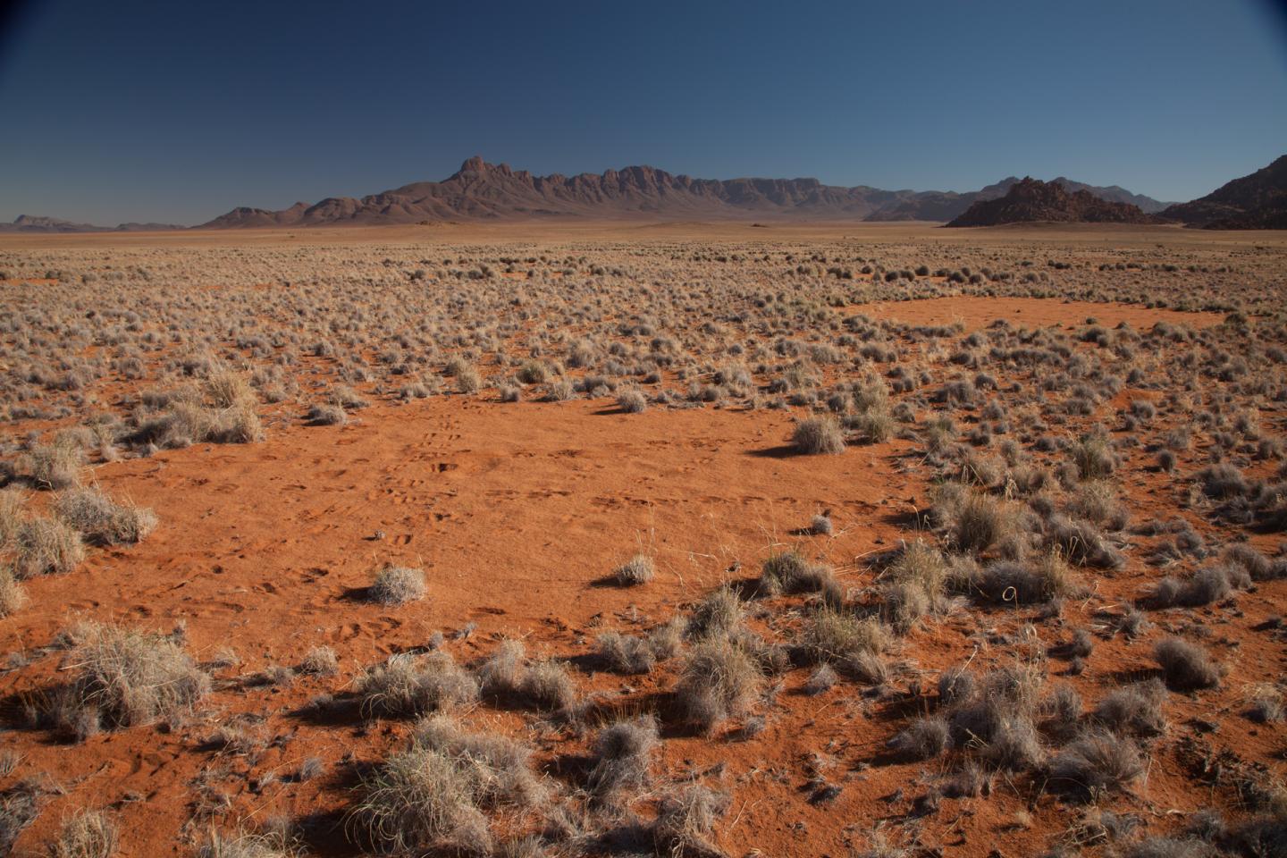 The Fairy Circles of the Namib Desert