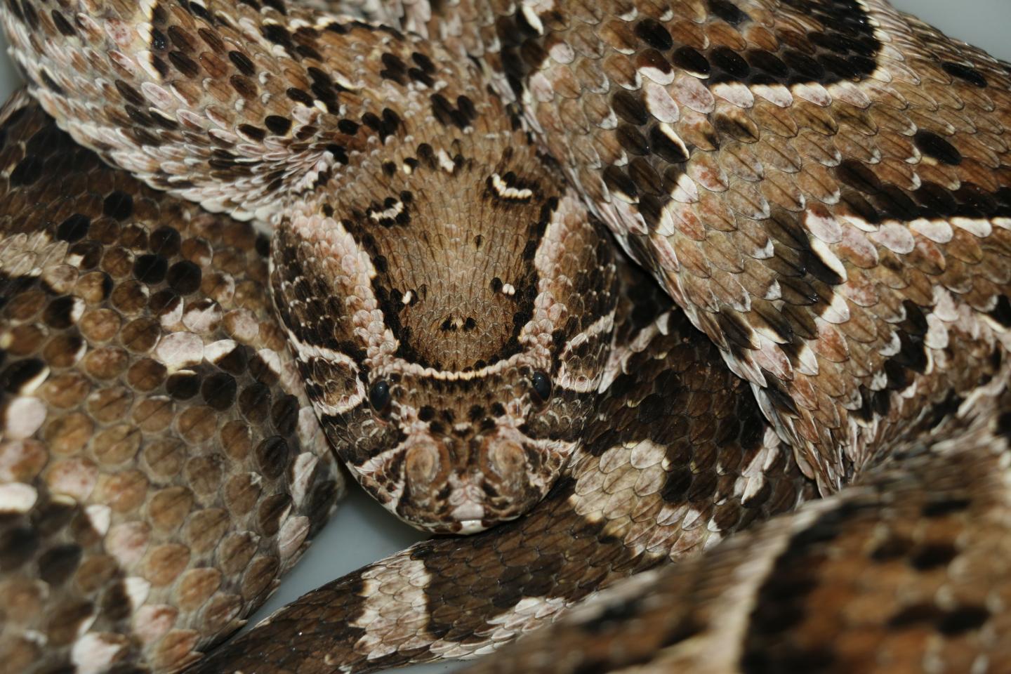 puff adder head