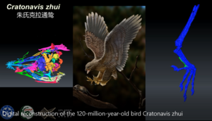 Digital reconstruction of the 120-million-year-old bird Cratonavis zhui