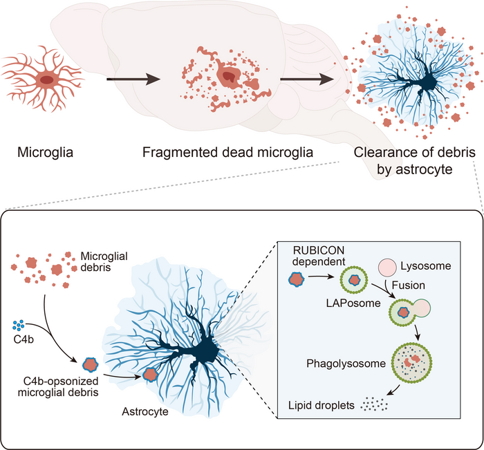 Model of microglial debris removal and degradation by astrocytes in the brain.