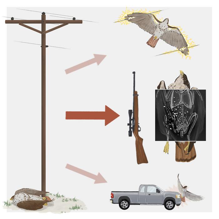 Graphical Abstract CREDIT iScience Thomason et al.