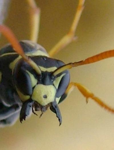 Portrait of Paper Wasp