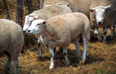 Male Texel Sheep