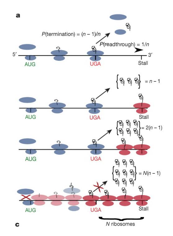 Ribosome Stalls While Reading the Stop Codon That Lead to Stopping the Synthesis of Amd1