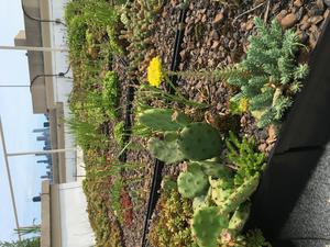 Urban roof garden trays from the study.