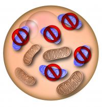 Mitochondria in Cell