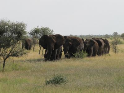 African Savanna Elephants (1 of 2)