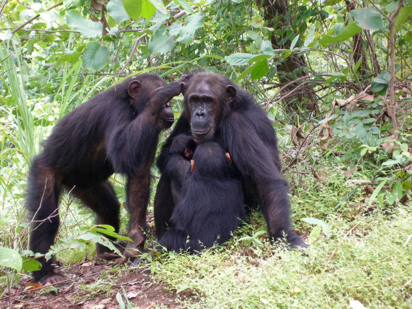 Female chimps with powerful moms are less lik | EurekAlert!