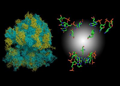 The Pre-History of Life: Elegantly Simple Organizing Principles Seen in Ribosomes