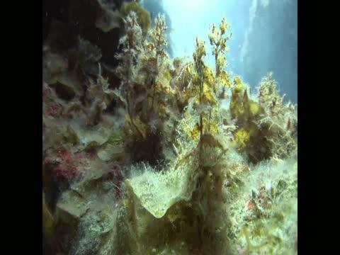 Uncovering Caribbean Coral Resilience, as Aided by People (8 of 19)