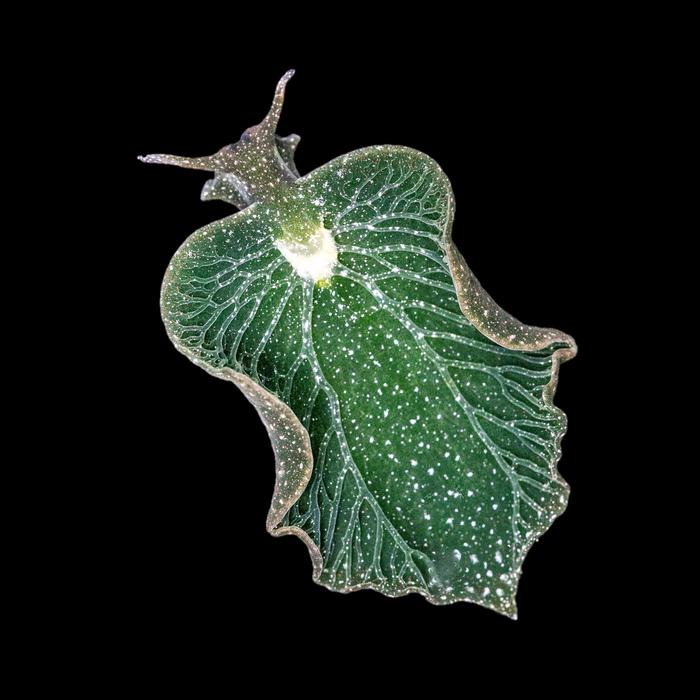 photosynthesizing-emerald-slug-by-michael-middlebrooks