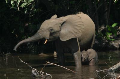 Forest Elephants