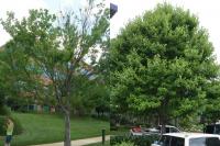The Impact of Scale Infestation on Red Maples