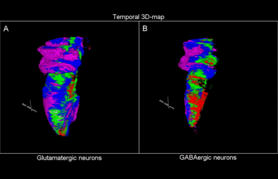 3D time map of different neuronal populations