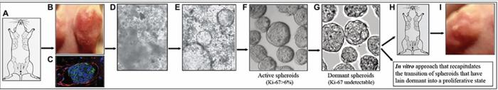 Initiation of tumor dormancy by the lymphovascular embolus