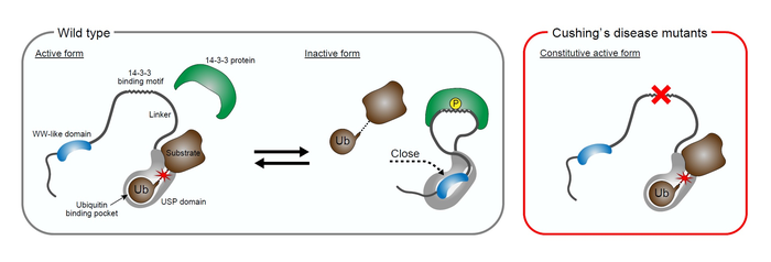 Figure 3. Cushing’s disease-associated mutations of USP8 release the autoinhibition of USP8