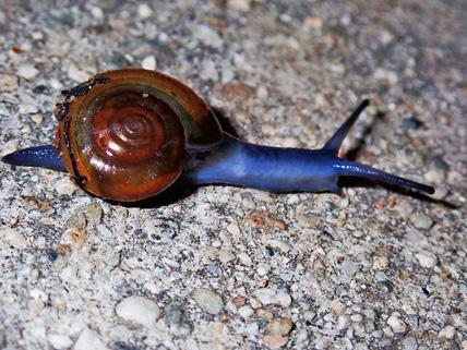 Draparnaud's Glass Snail