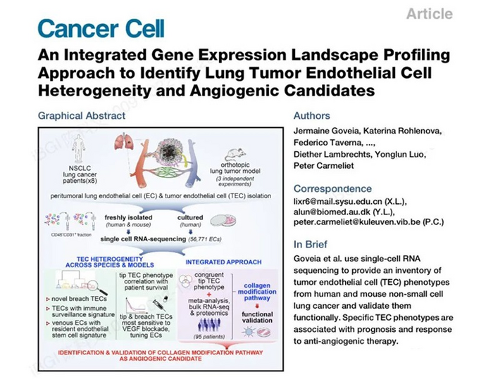 Comprehensive gene expression profiling identifies potential pathways of endothelial cell heterogeneity and angiogenesis in lung tumors