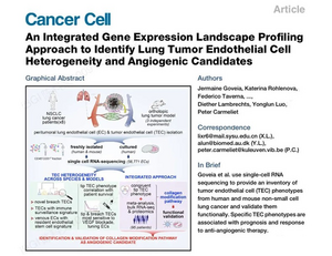 Comprehensive gene expression profiling identifies potential pathways of endothelial cell heterogeneity and angiogenesis in lung tumors
