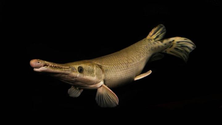 Alligator Gar