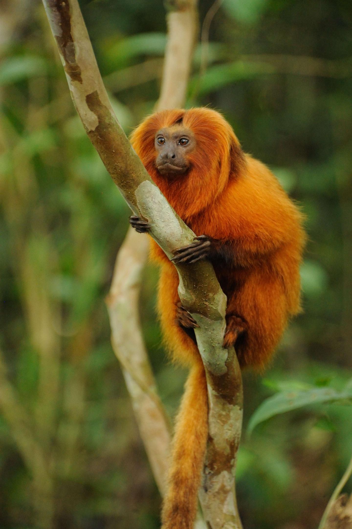 Humandriven Extinction of World's Primates I EurekAlert!