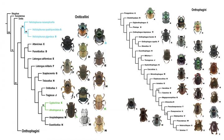 Cladogram of the Tribes