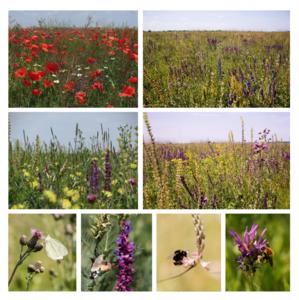 The diverse floral resource of wildflower plantings in the second and third years and the pollinator insects visiting the flowers