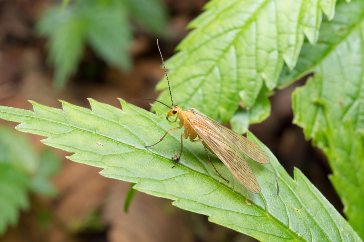 The 'General' Type of <em>Panorpodes Paradoxus</em>, a Typical Female