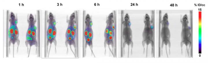 Small-Animal PET/CT Imaging of LNCaP Xenograft Mice